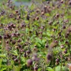 Geum rivale