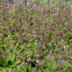 Geum rivale