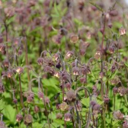 Geum rivale