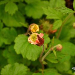 Geum rivale
