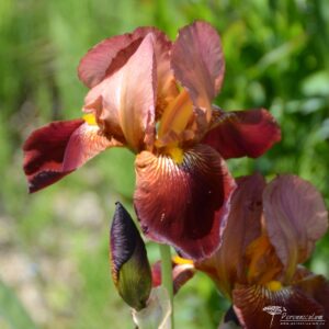 Iris Action Front
