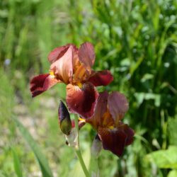 Iris Action Front