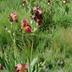 Iris Action Front