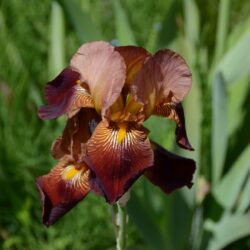 Iris Action Front