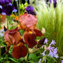 Iris Action Front