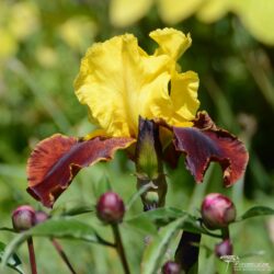 Iris Iris
