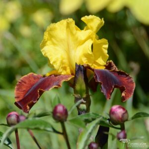 Iris Andalou