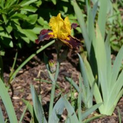 Iris Andalou