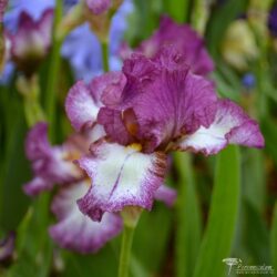 Iris Iris