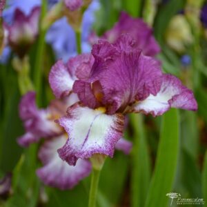 Iris Autumn Encore