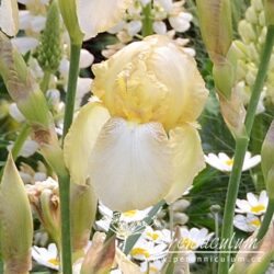 Iris Iris