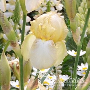 Iris Benton Primrose