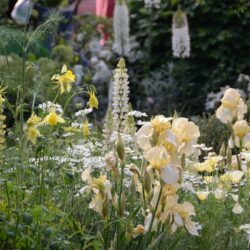 Iris Benton Primrose