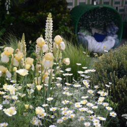 Iris Benton Primrose
