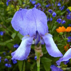 Iris Iris