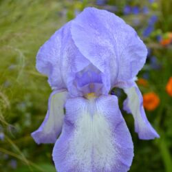 Iris Blue Shimmer