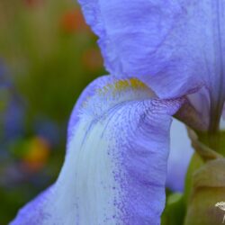 Iris Blue Shimmer
