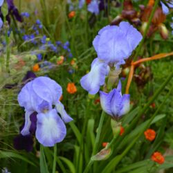 Iris Blue Shimmer