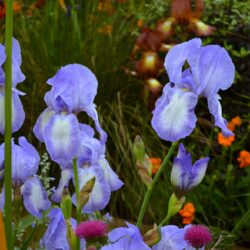Iris Blue Shimmer