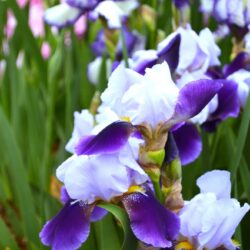 Iris Braithwaite