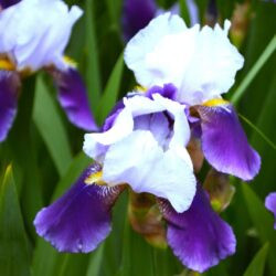 Iris Braithwaite
