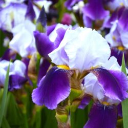 Iris Braithwaite