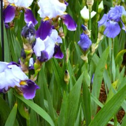 Iris Braithwaite