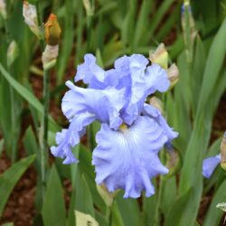 Iris Caribbean Dream