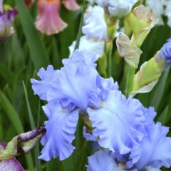 Iris Caribbean Dream