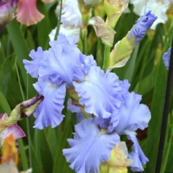 Iris Caribbean Dream
