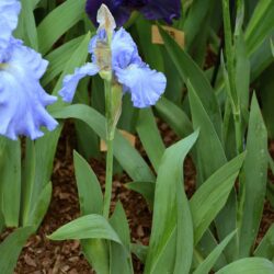 Iris Caribbean Dream