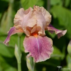 Iris Iris