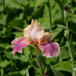 Iris Carnaby