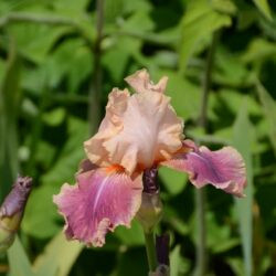 Iris Carnaby