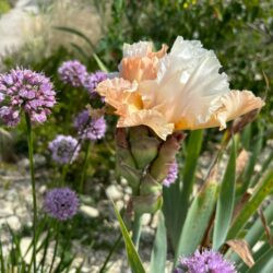 Iris Champagne Elegance