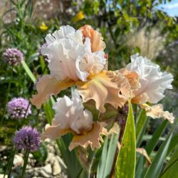 Iris Champagne Elegance