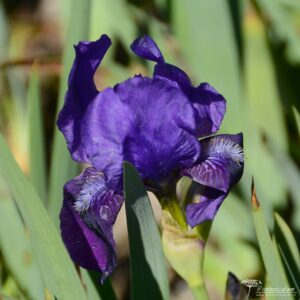 Iris Eleanor Roosvelt