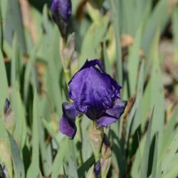 Iris Eleanor Roosvelt