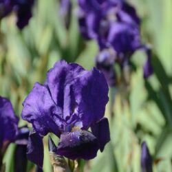 Iris Eleanor Roosvelt