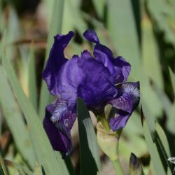 Iris Eleanor Roosvelt