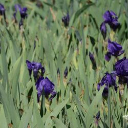 Iris Eleanor Roosvelt