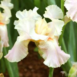 Iris Iris
