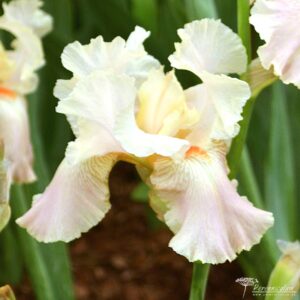 Iris Frappe