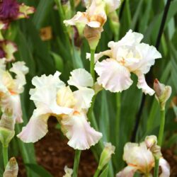 Iris Frappe