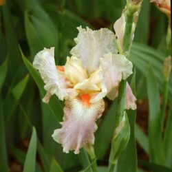 Iris Frappe