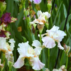 Iris Frappe