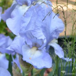 Iris Iris