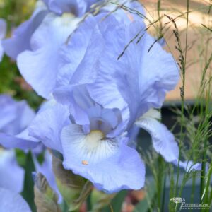 Iris Harriette Halloway