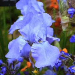 Iris Harriette Halloway