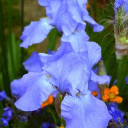 Iris Harriette Halloway